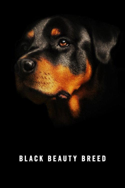 Black Beauty Breed backdrop