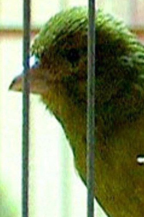 Russian Canary backdrop