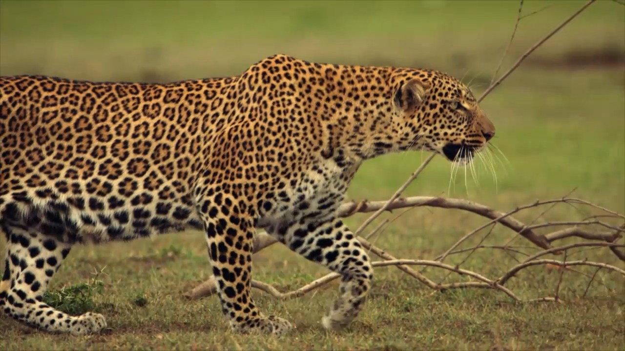 The Leopardess backdrop