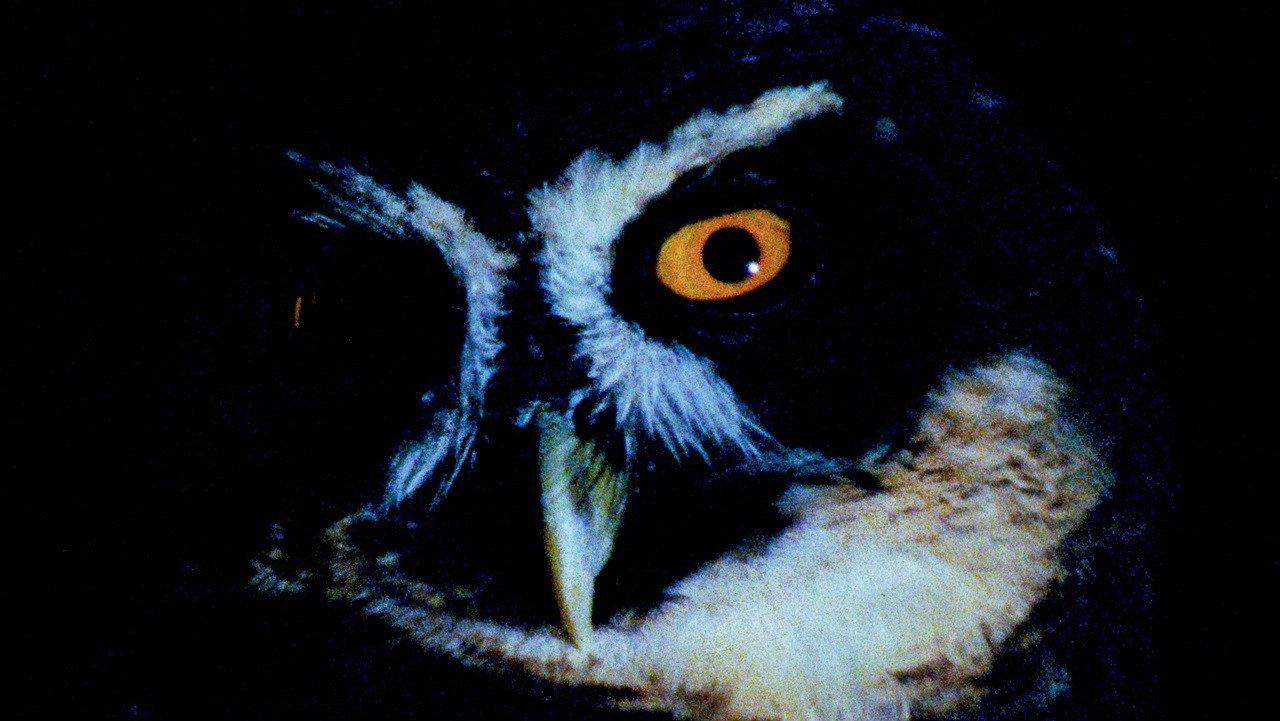 Animal Eye backdrop