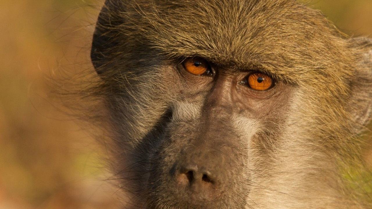 Queen of the Baboons backdrop