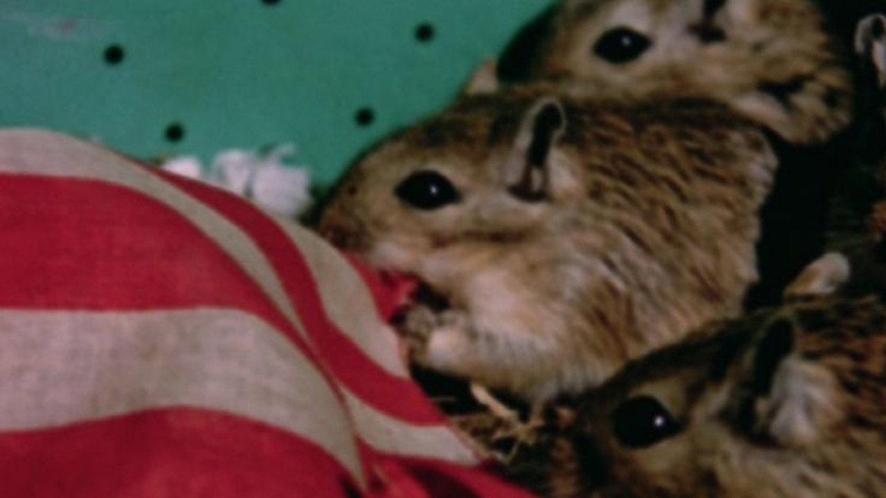 Rat Life and Diet in North America backdrop