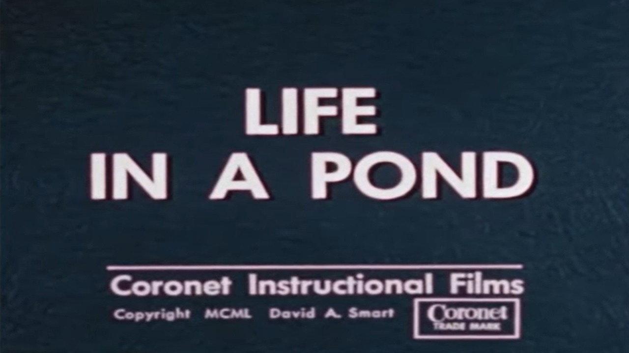 Life in a Pond backdrop