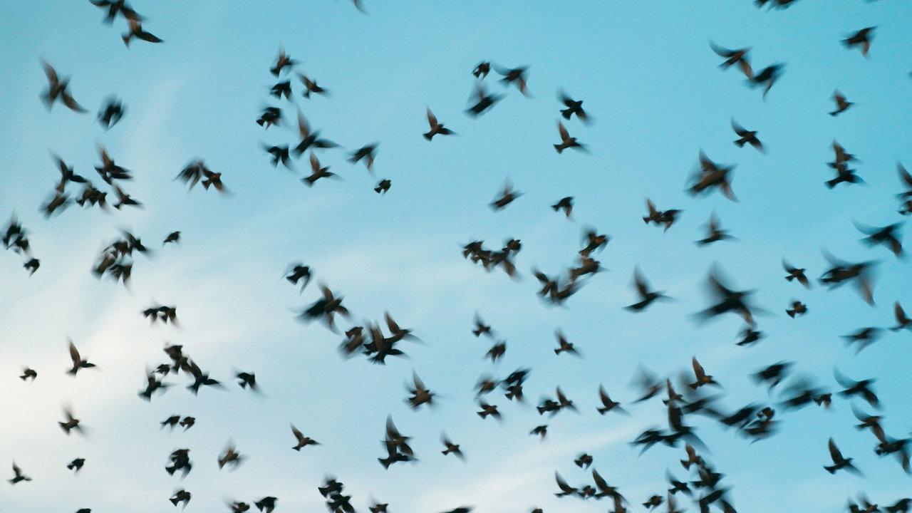 La memoria del vuelo backdrop