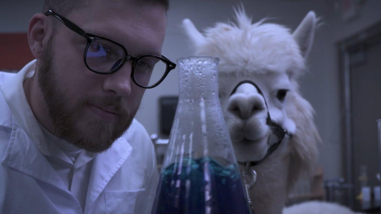 Alpacalypse backdrop