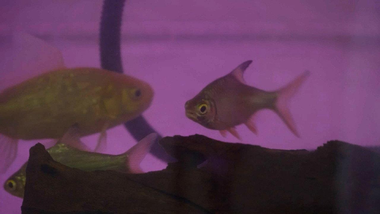 Migrant Fish backdrop