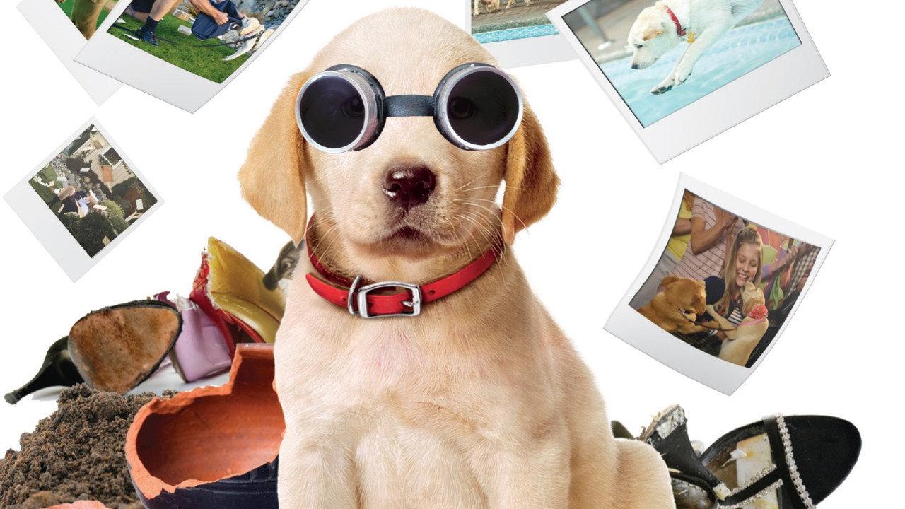 Marley & Me: The Puppy Years backdrop