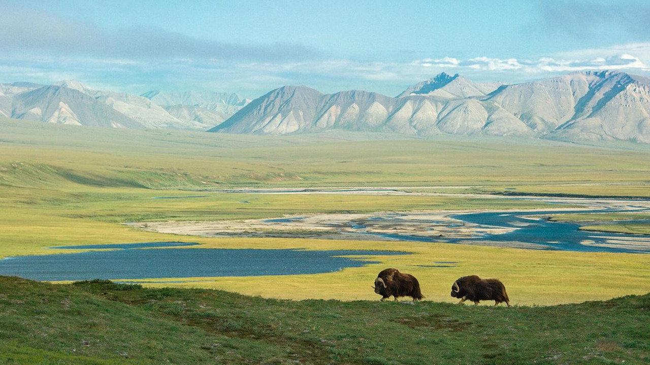 American Arctic backdrop