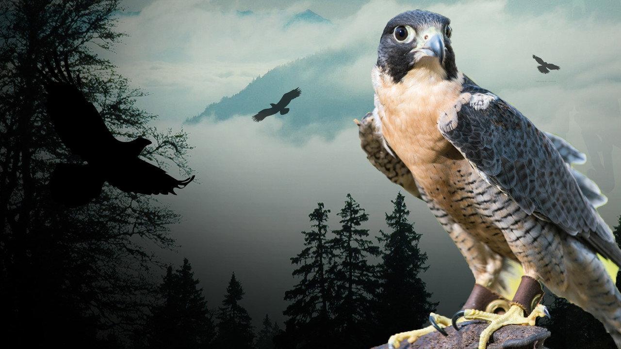 Peregrine Falcon: Lord of the Skies backdrop