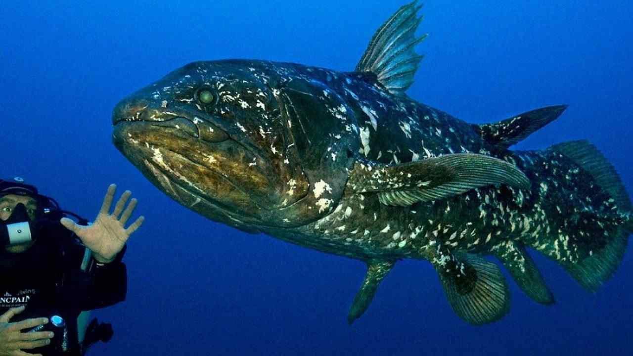 Diving With The Dinosaur Fish backdrop