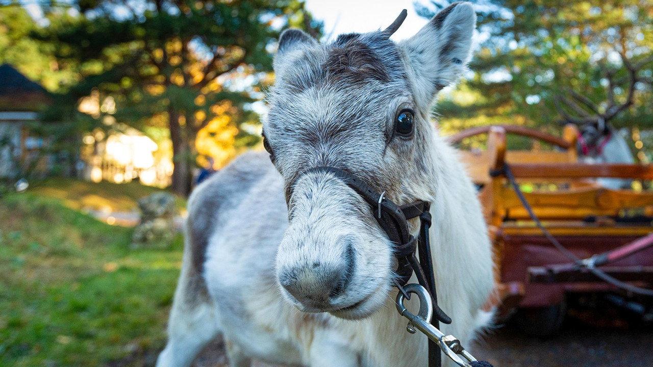 A Baby Reindeer's First Christmas backdrop