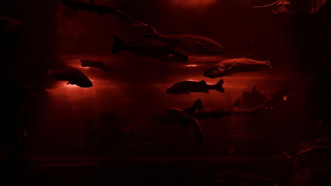 Red Wave backdrop