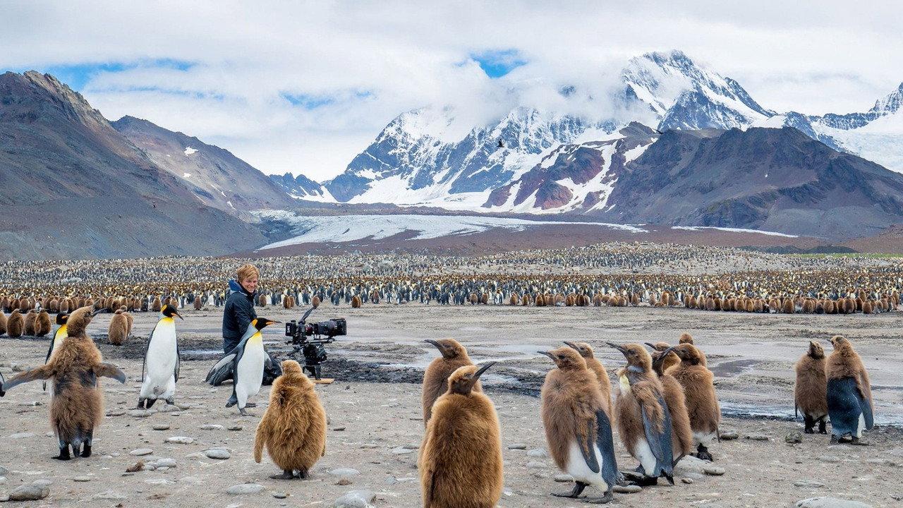 Wildlife: Resurrection Island backdrop