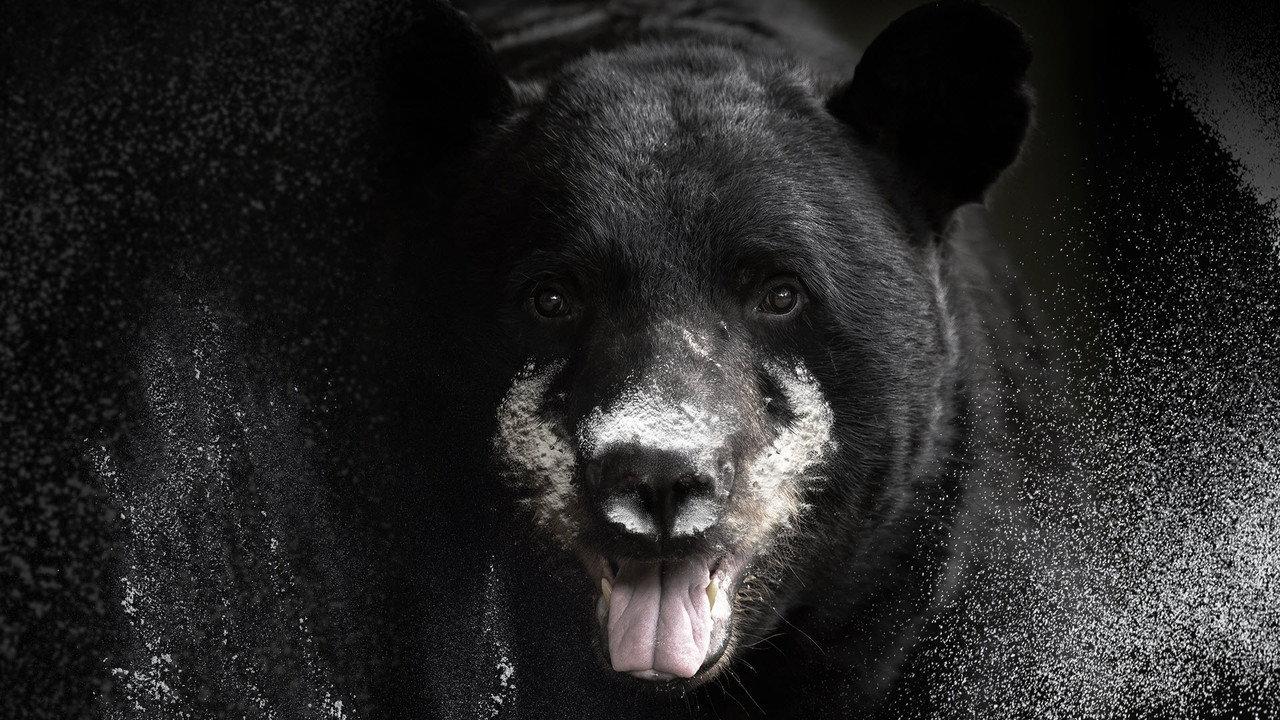 Blow: The True Story of Cocaine, a Bear, and a Crooked Kentucky Cop backdrop