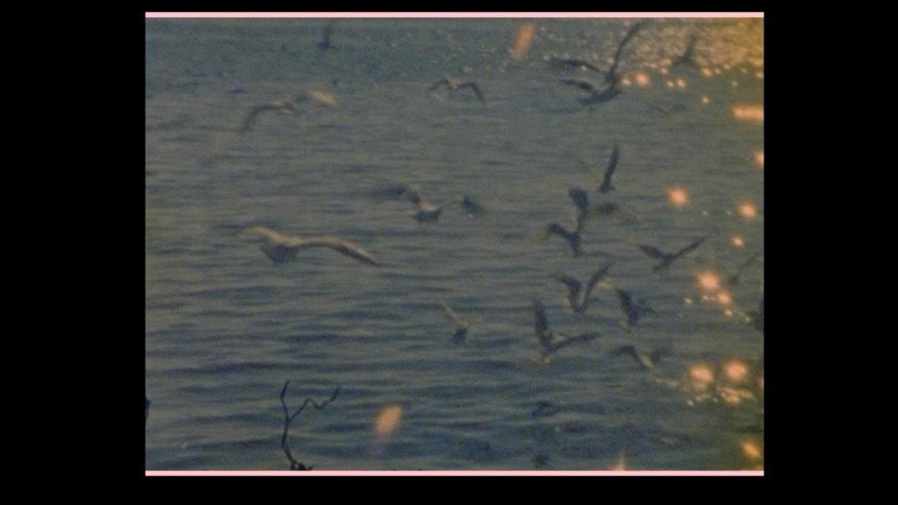 Birds go to die in Peru backdrop