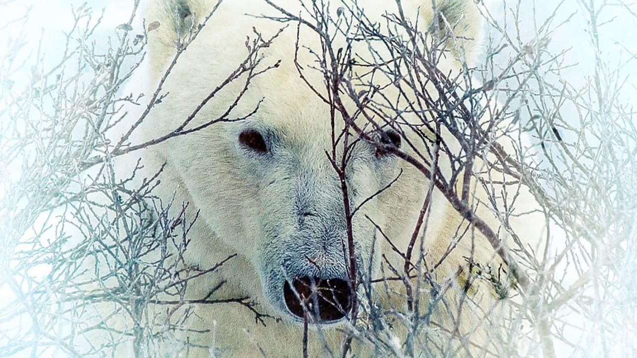 Where the Polar Bears Wait backdrop