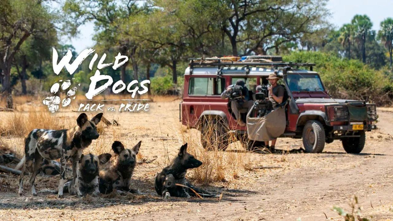 Wild Dogs: Packs Vs. Pride backdrop