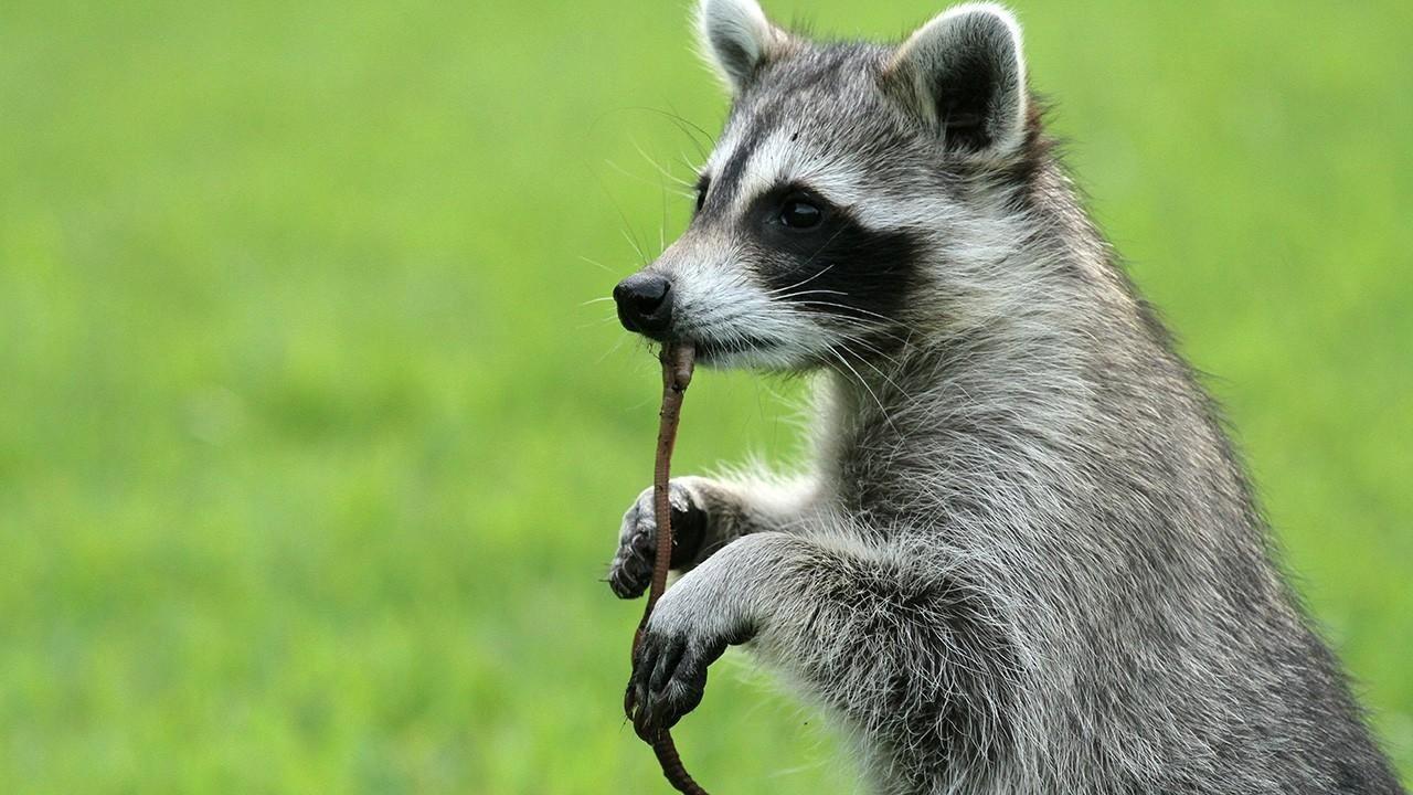 Raccoon: Backyard Bandit backdrop