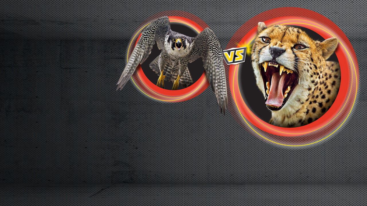 Animal Showdown backdrop