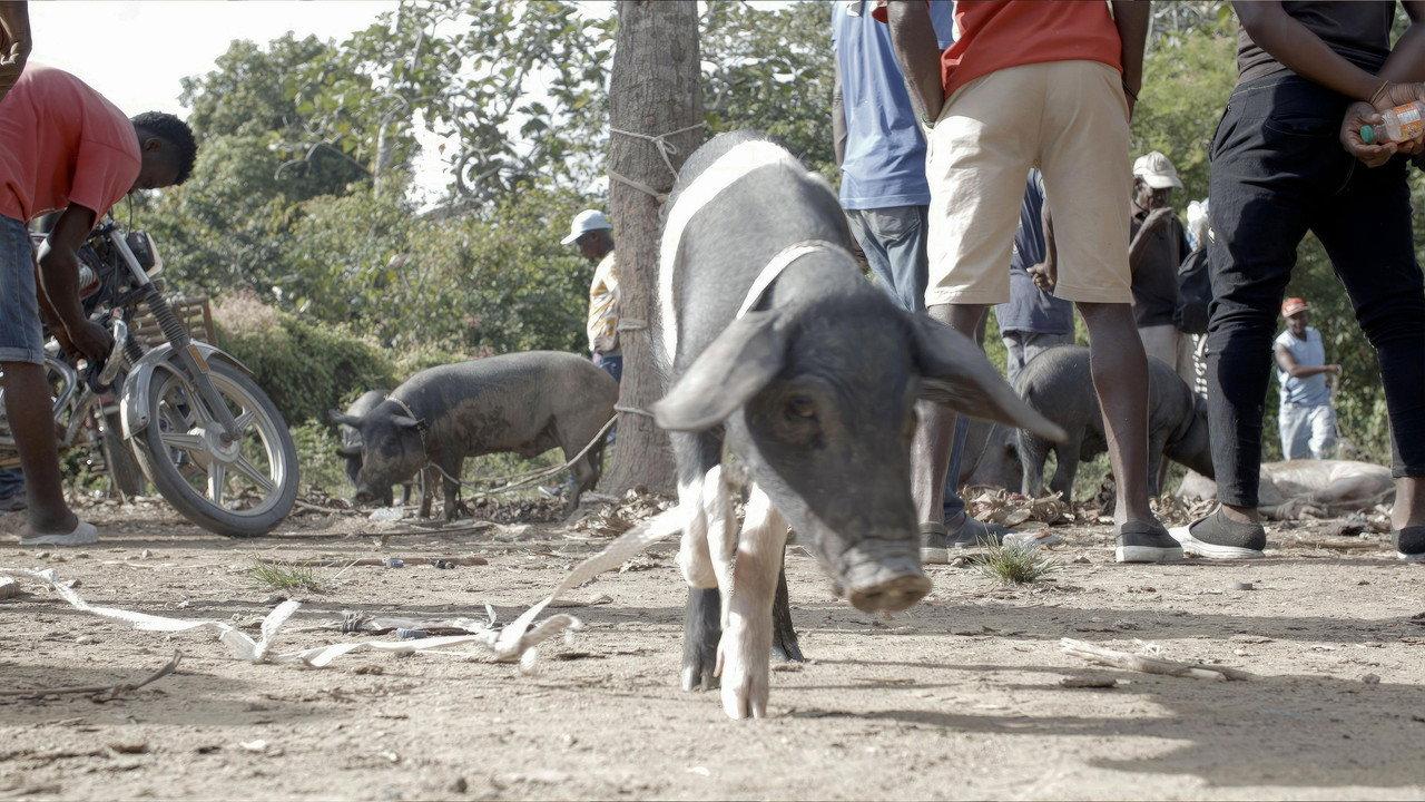 The Creole Pig: Haiti's Great Loss backdrop