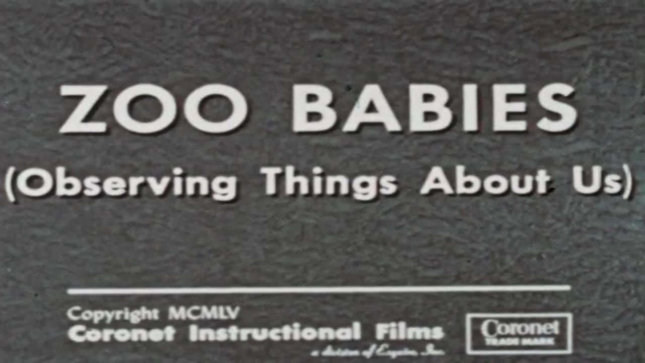 Zoo Babies (Observing Things About Us) backdrop