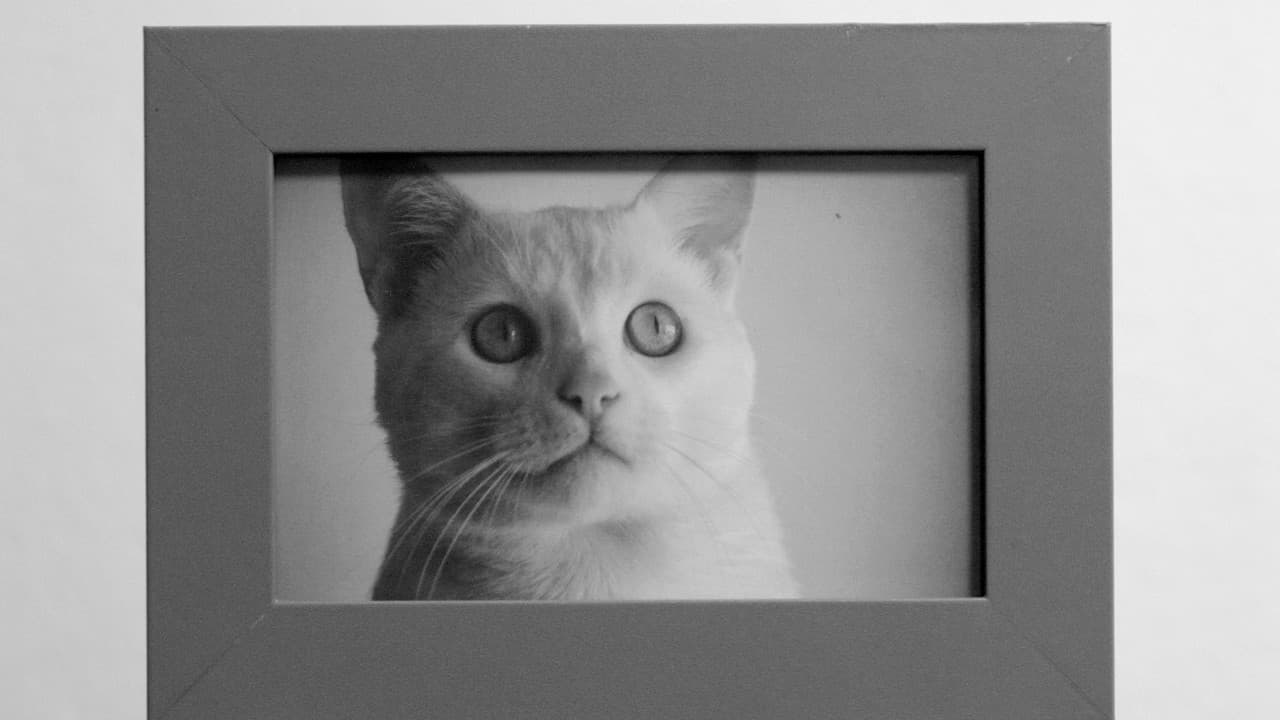 /'cats/ backdrop