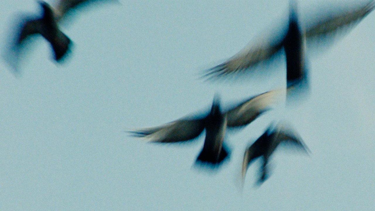 Pigeonman backdrop