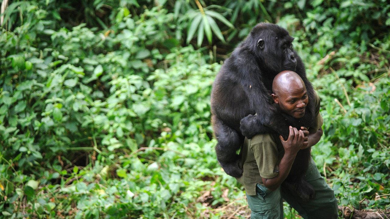 Virunga backdrop