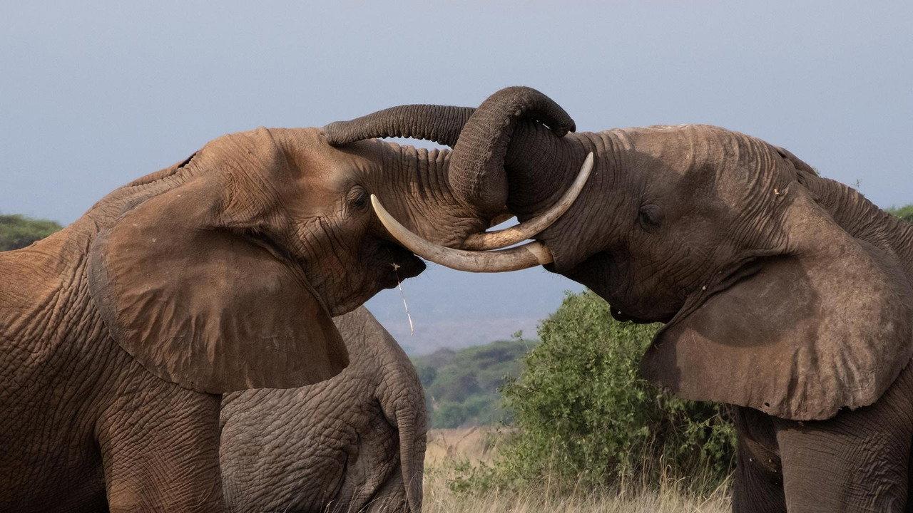 Tusker: Brotherhood of Elephants backdrop