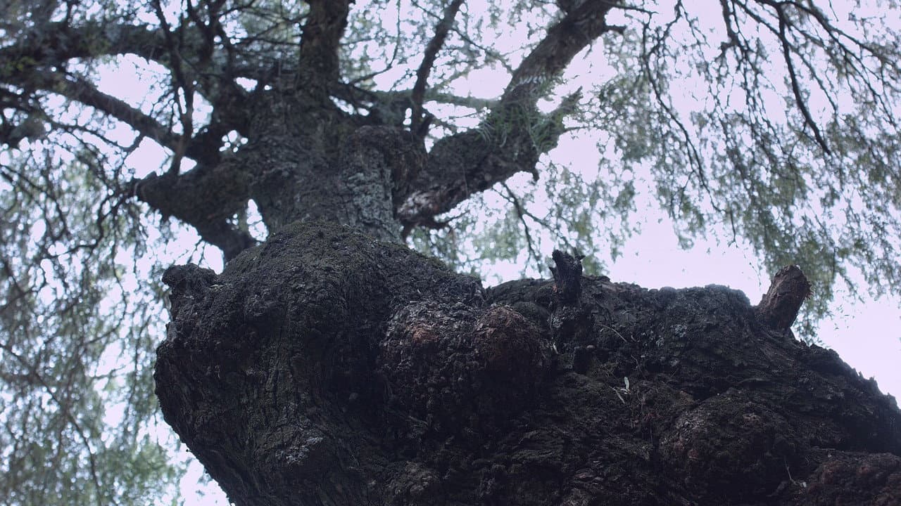 Roots backdrop