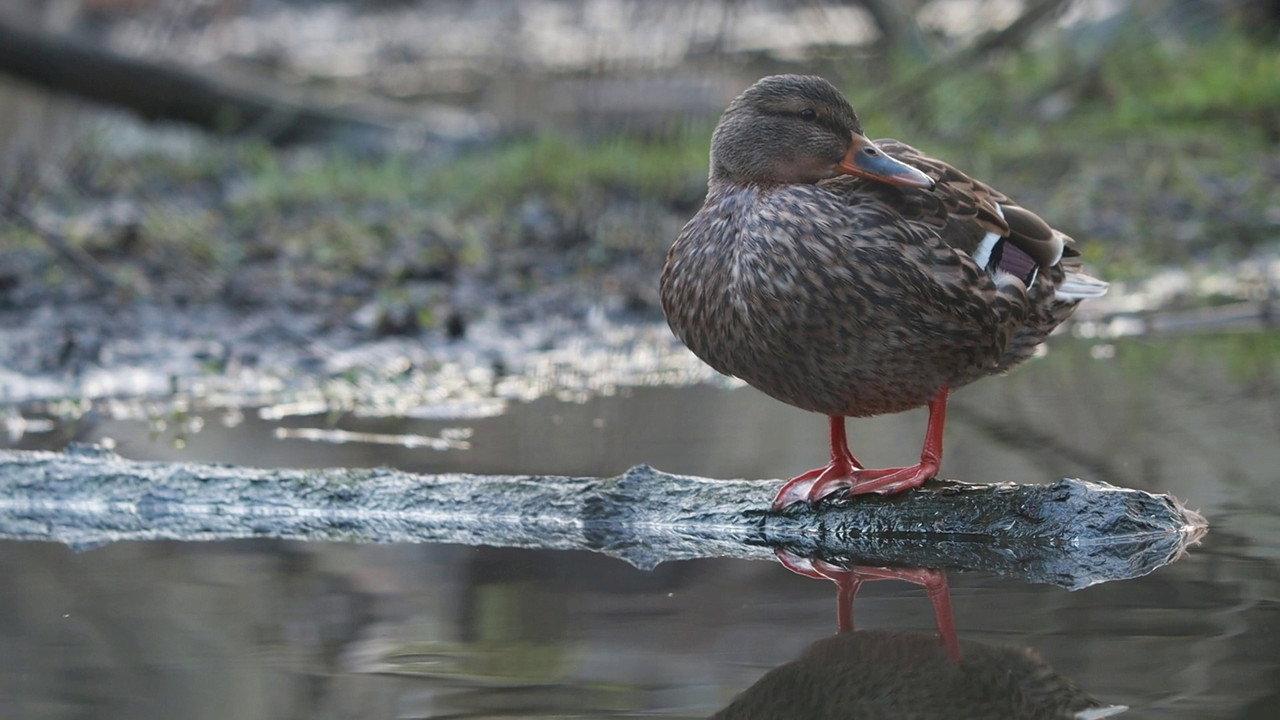 Tiché údolí v čase backdrop
