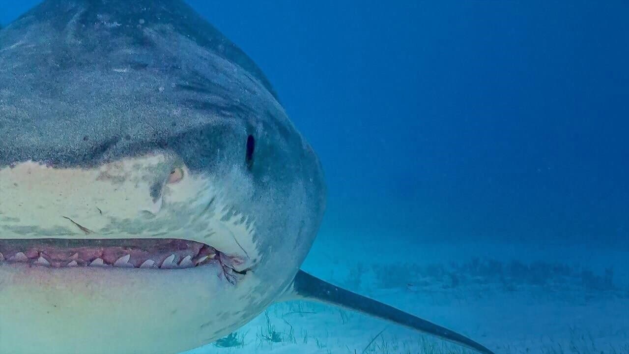 Supersized Sharks backdrop