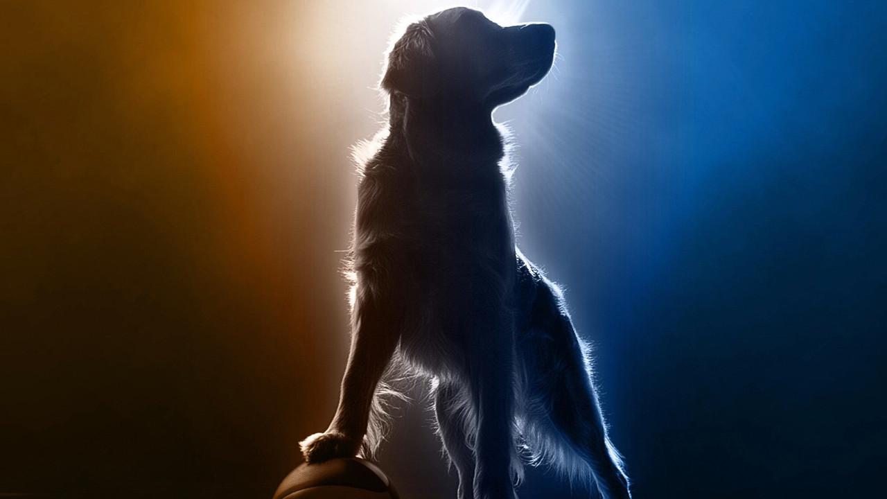 Air Bud Returns backdrop