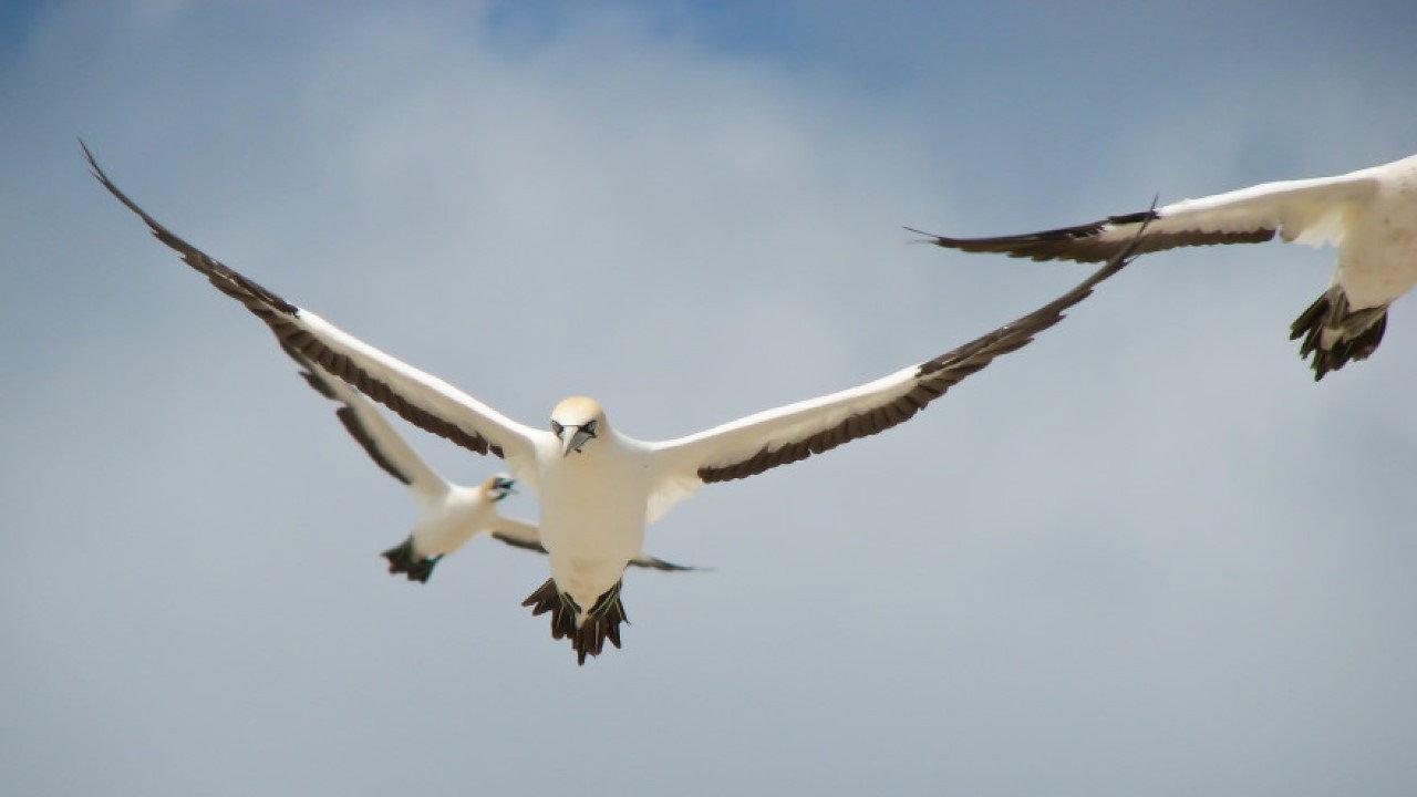 Gannets: The Wrong Side of the Run backdrop