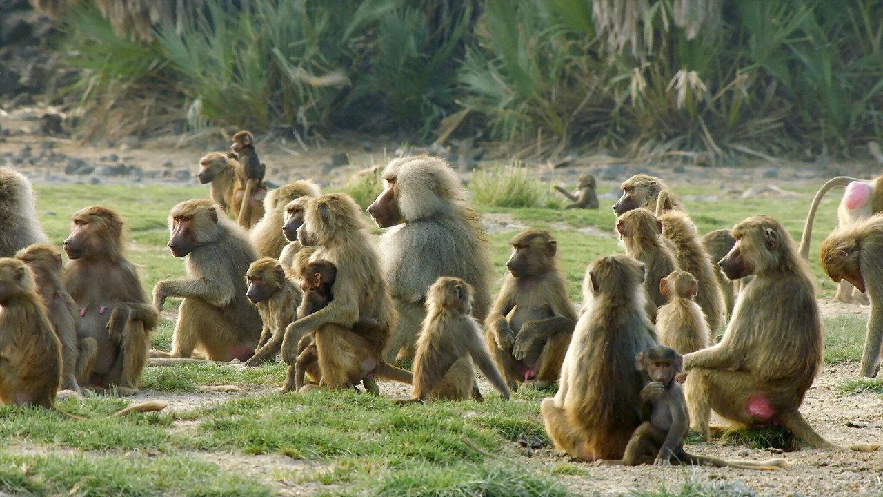 Baboons: Rules of the Troop backdrop
