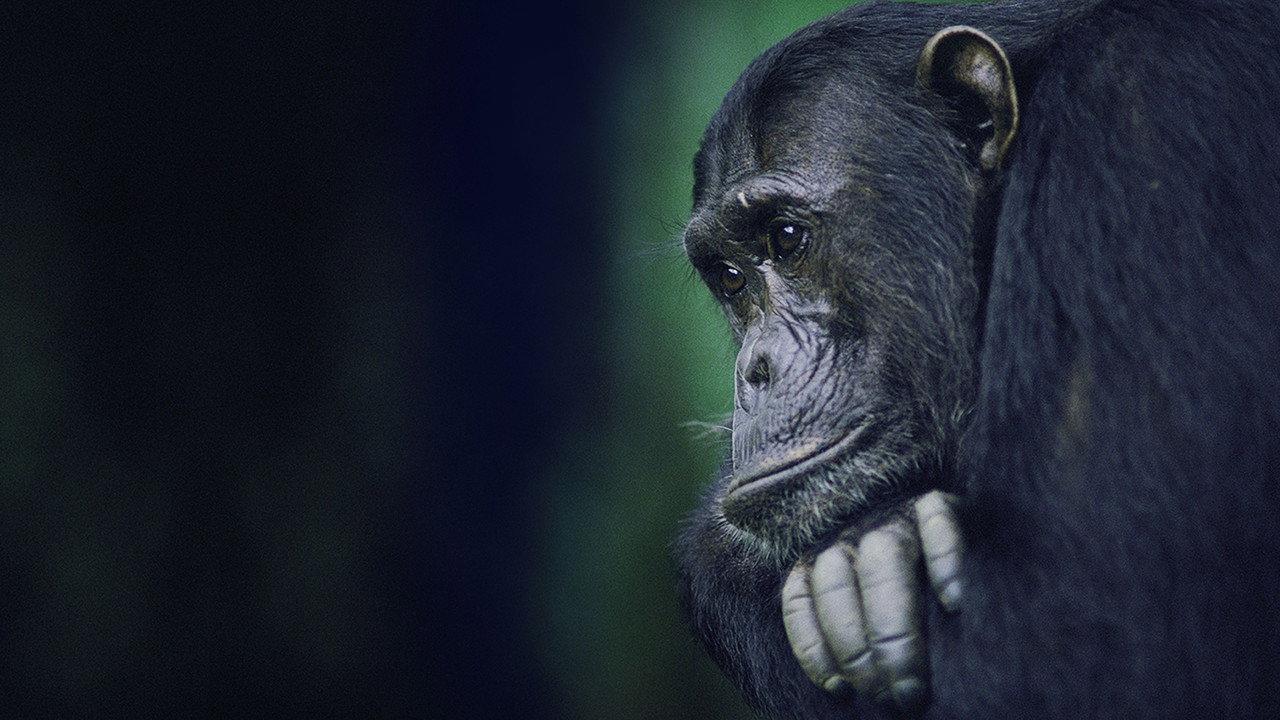 Kingdom of the Apes: Battle Lines backdrop