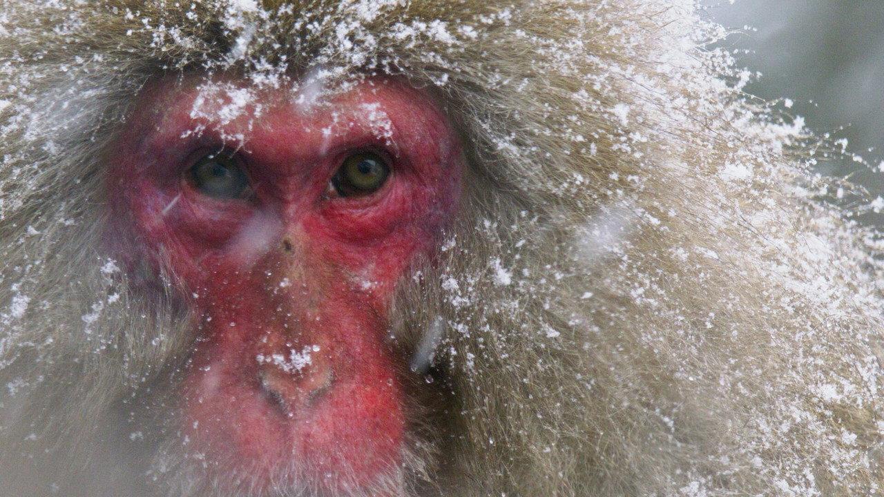 Japans Schneeaffen Hautnah backdrop