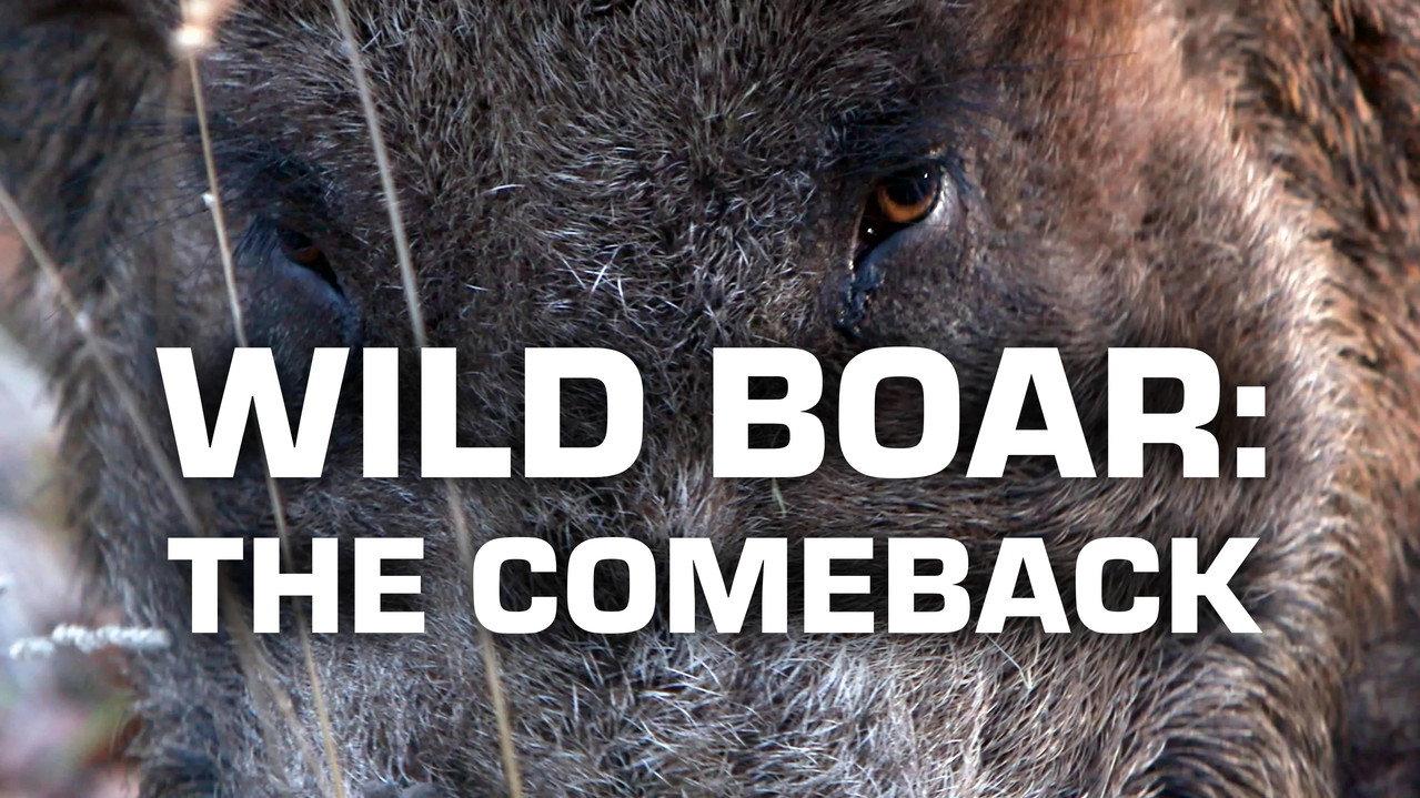 Wild Boar: The Comeback backdrop
