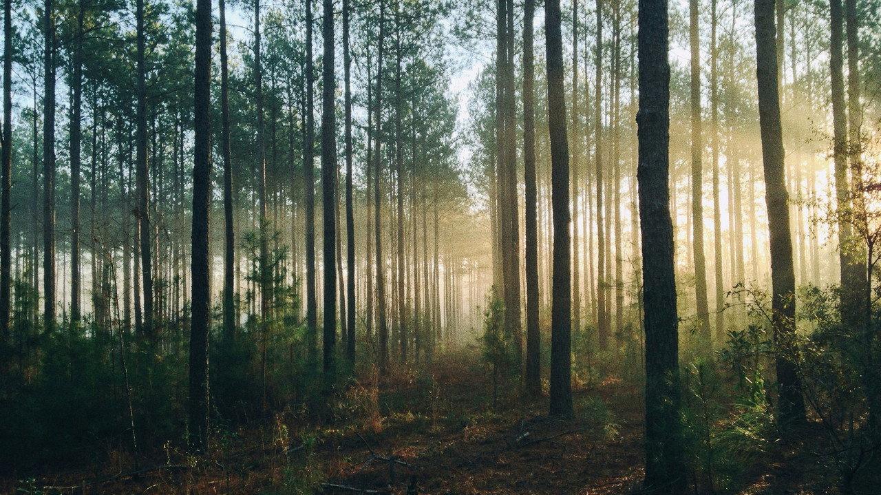 Into The Woods (AUS Productions) backdrop