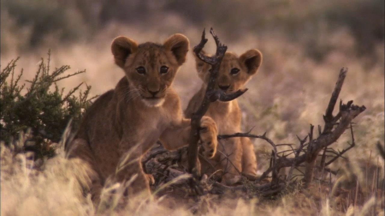 Desert Lions backdrop