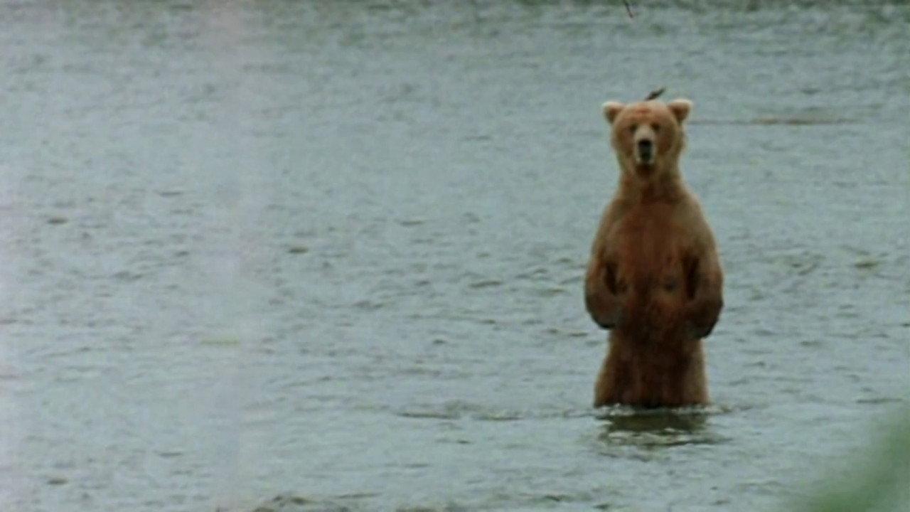 Bear Wars backdrop