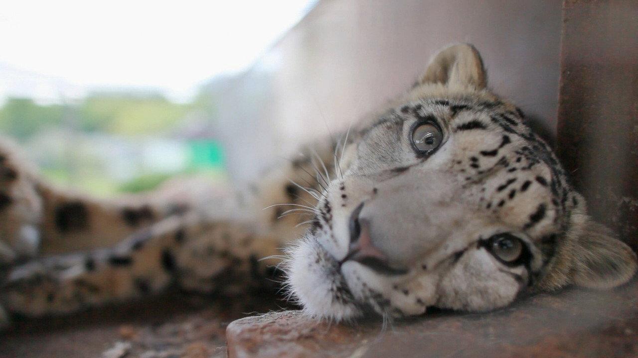 Snow Leopards of Leafy London backdrop