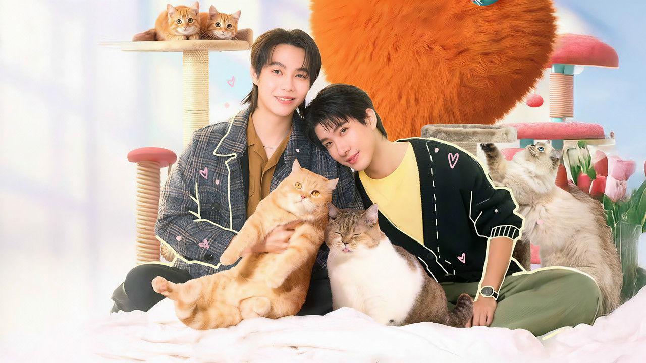 Cat for Cash backdrop