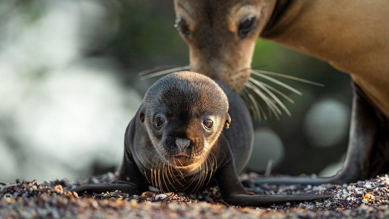 Sea Lions of the Galapagos backdrop