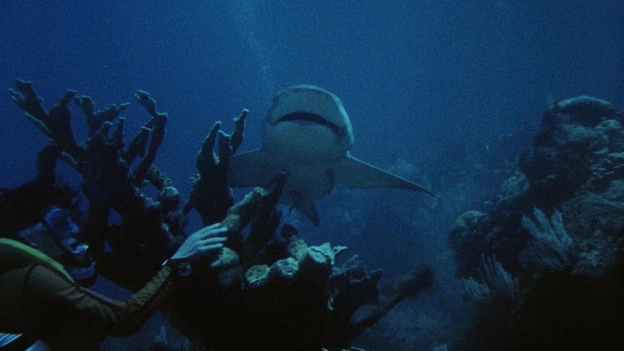 Night of the Sharks backdrop