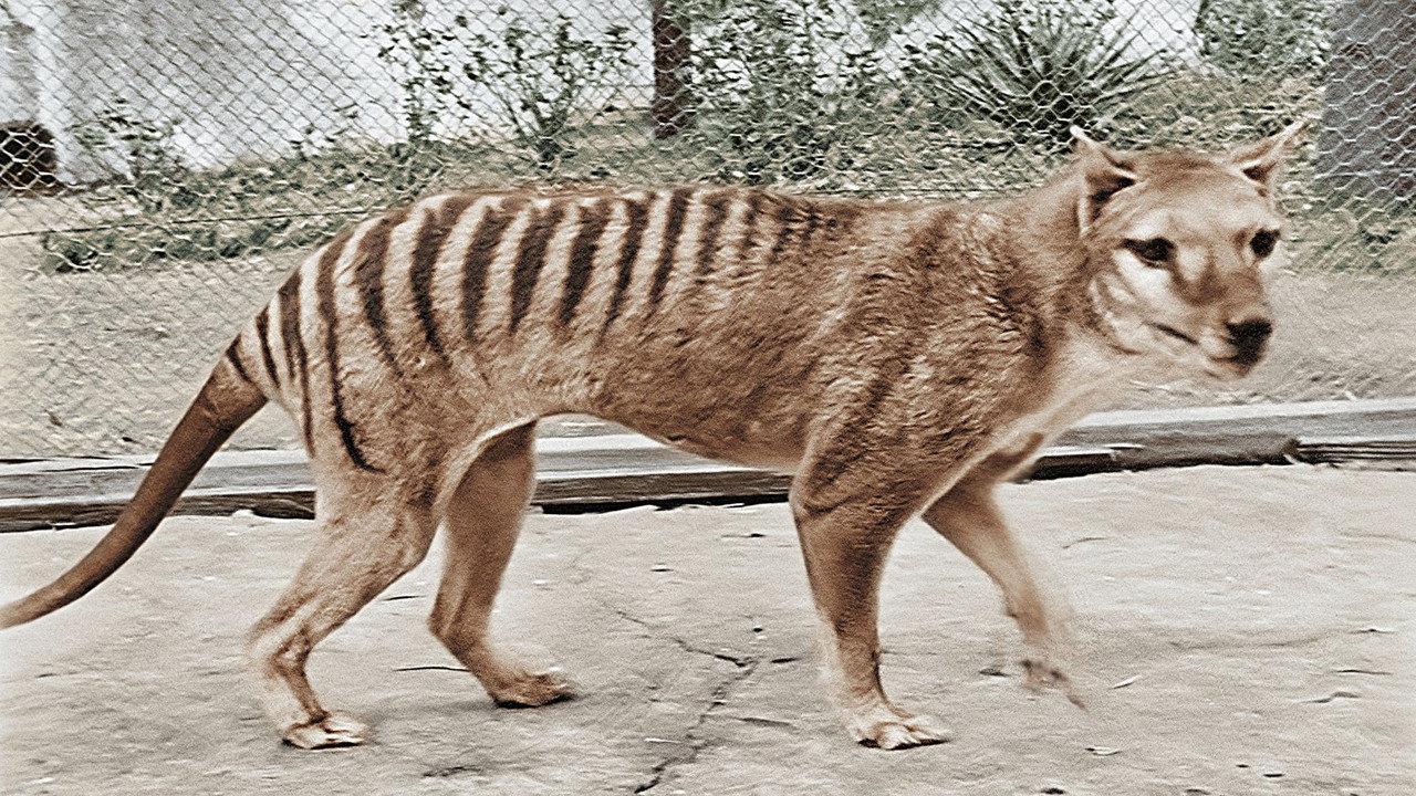 Tasmanian Tiger in Colour backdrop
