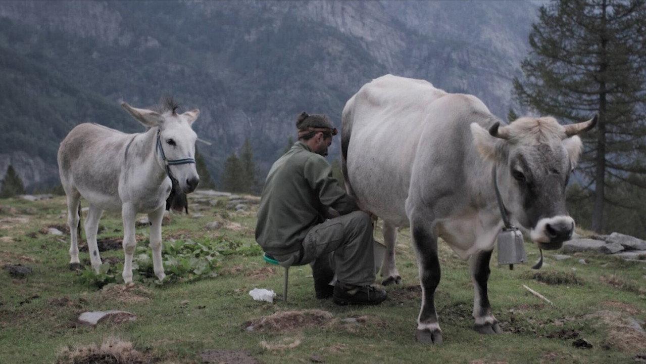 Cows on the Roof backdrop