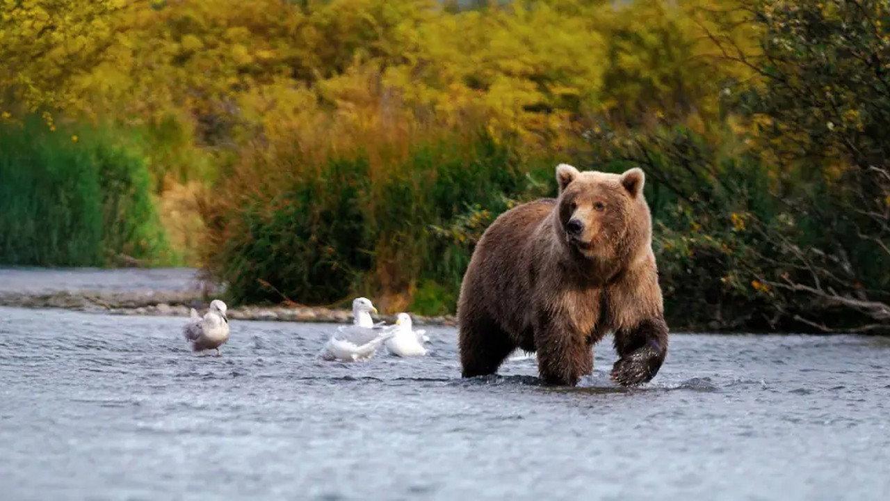 Wild Alaska backdrop
