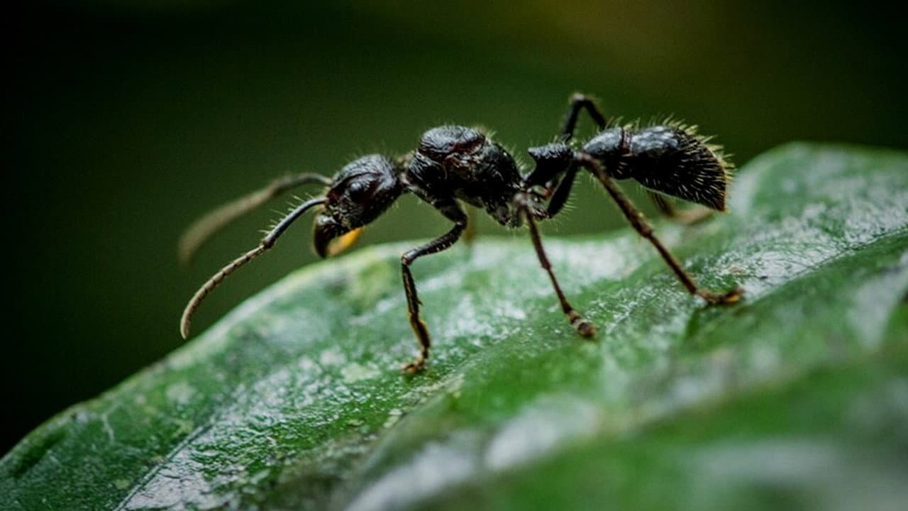 Fabulous Insects - Ants backdrop
