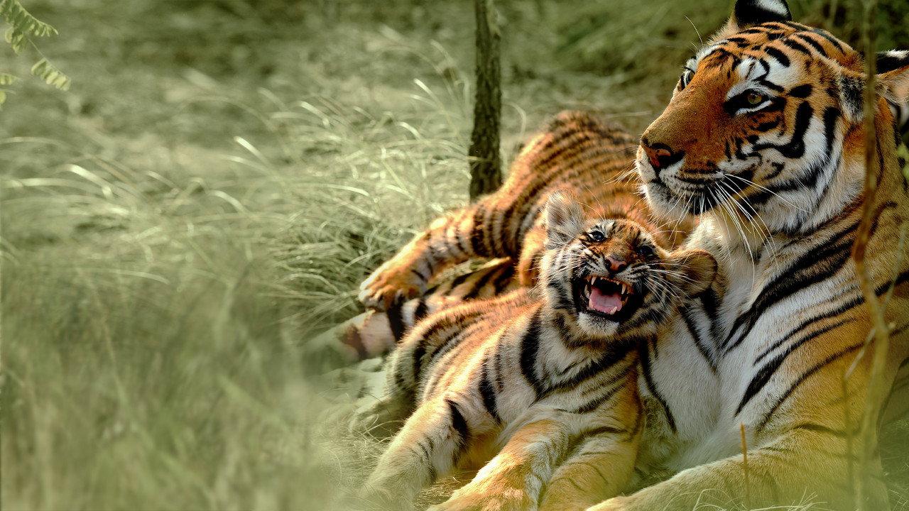 Counting Tigers backdrop